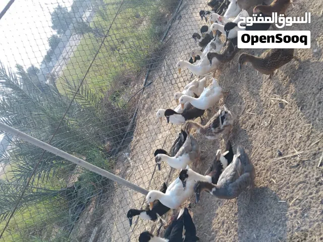 بط بلدي طبيعي