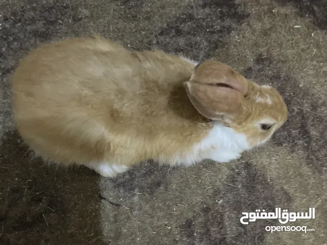 أرنب للبيع حدد السعر وخدة