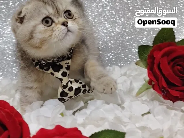 قطط نادره ومميزه للبيع