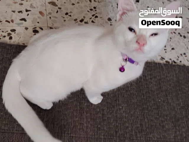 بسينة أنغورا تركي
