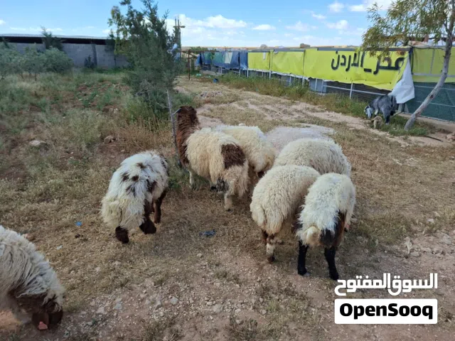 أغنام بلدي: عدد(9)