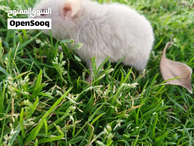 السلام عليكم انتى هامستر للبيع 60د