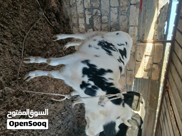 سلام عليكم اقرأ وصفه