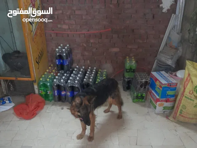 كلبه جيرمن للبيع لونج هير