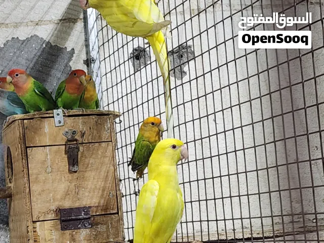 ببغاء الدرة الأصفر العمر 3 شهور ونص