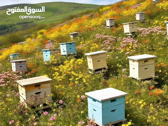 خلطة السند - خلطة السعادة عسل بالمكسرات والجنسينج والغذاء الملكي والاشواجندا