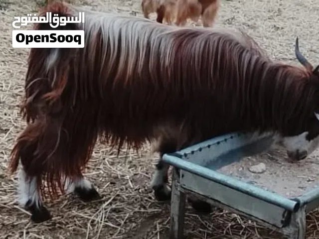 حلال طيب للبيع