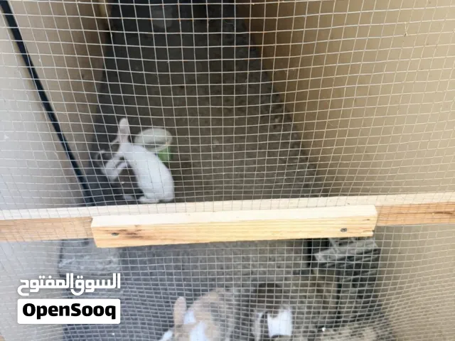 ارانب عماني