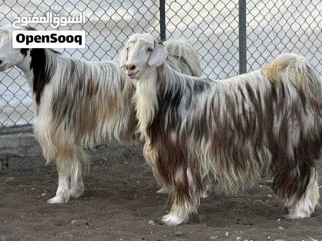 جدايه حوالي ماشاء الله