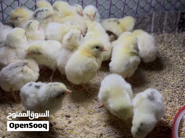 افراخ دندراوي كويتي