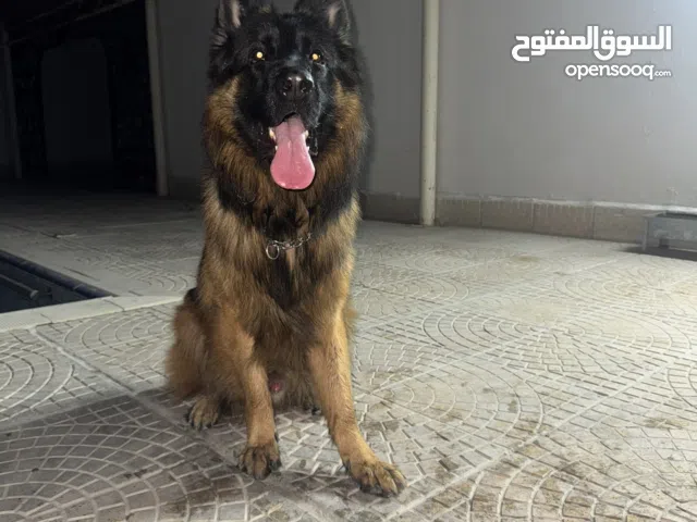 جيرمن شيبرد بيور مع بيدجرى سلاله خط دم معرف و الباسبور و ميكرو شيب لونج هير شو لاين