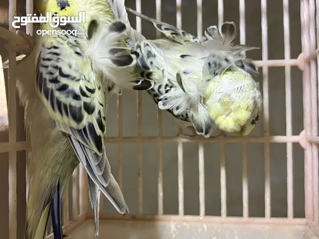 كوم طيور حب هوجو شغاله