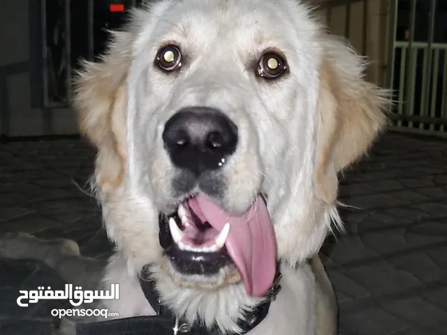 الاسم (سنوبي ) النوع (غولدن ريتريفر )
