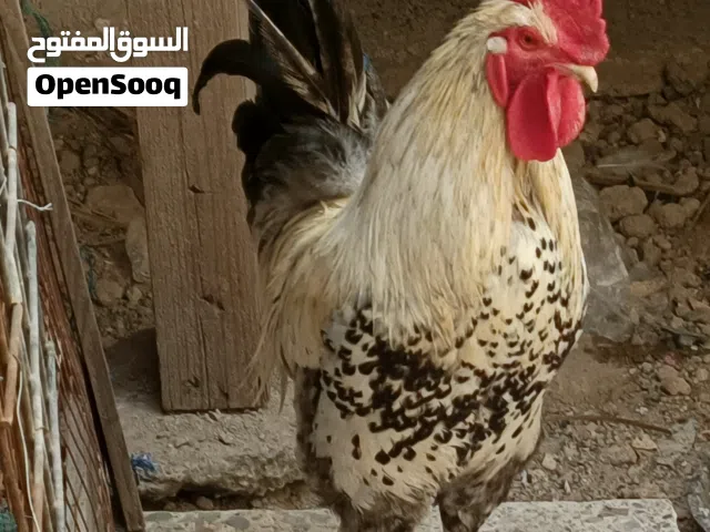 ديج للبيع حجم يخبل ومثل وما واضح كدامكم