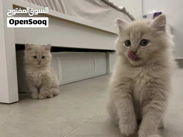 Cats   -قطط