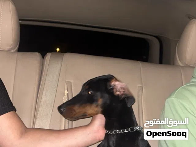 جلب دوبرمان بيور 9 شهور لعوب ودمها حار