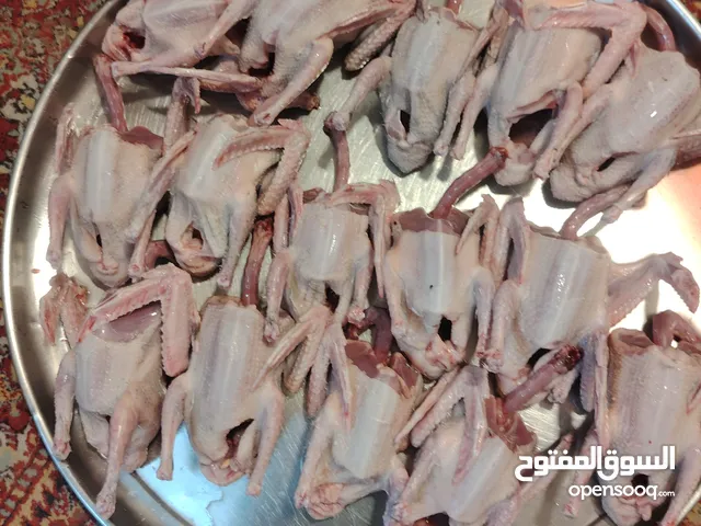 للبع فرخ زاجل حمام السلام عليكم