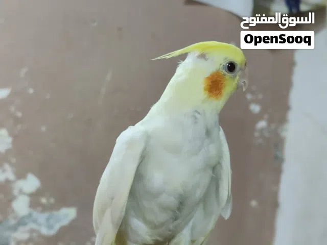 طيور كوكتيل نتيا فحل للبيع زوج