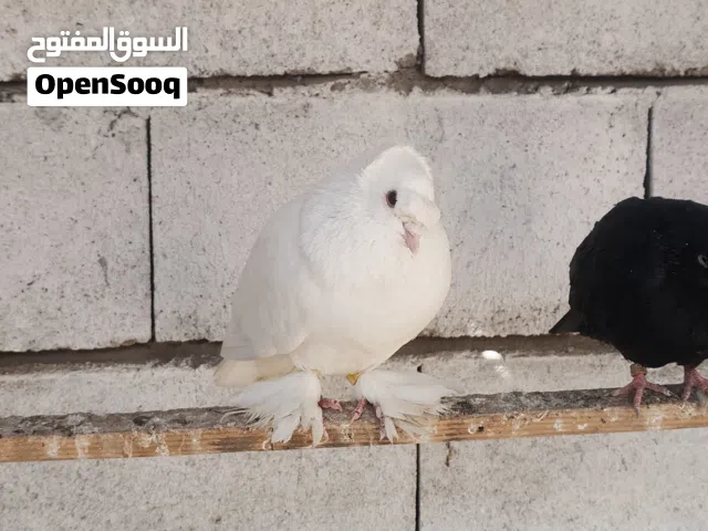 السلام عليكم متاح تك فحل دمكش