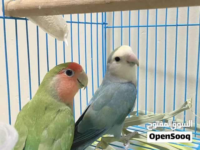 زوج روز ألوان جميله
