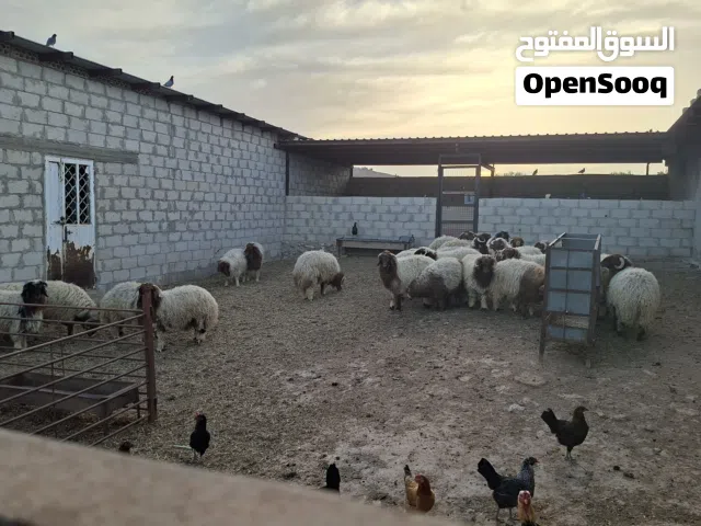 خرفان اضاحي بلدي اوزان من 55 ل 70 كيلو قائم