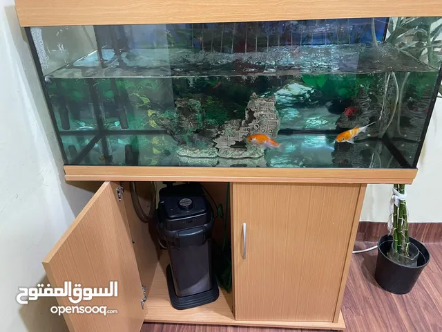 fish aquarium with dolphin filter