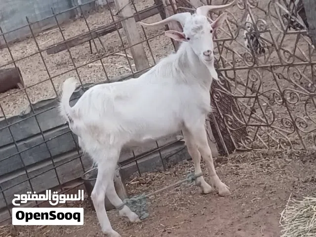 جدي فرنساوي سن تانيه