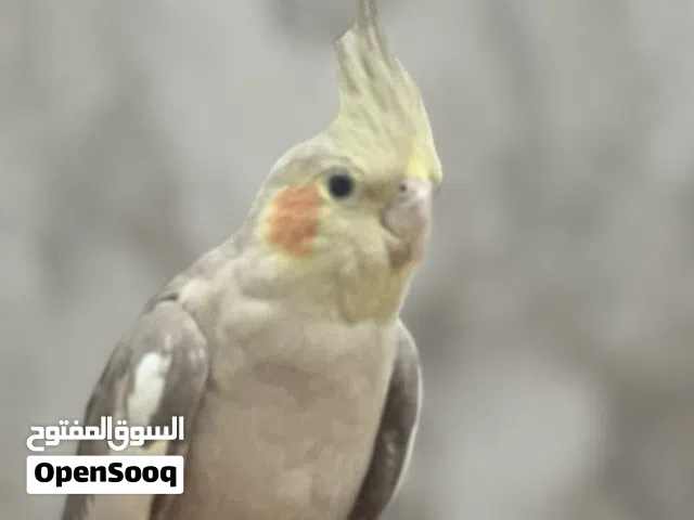 بغبغاء كوكتيل حبشي