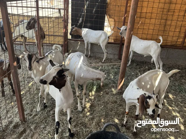 ماعز الصومالي للبيع