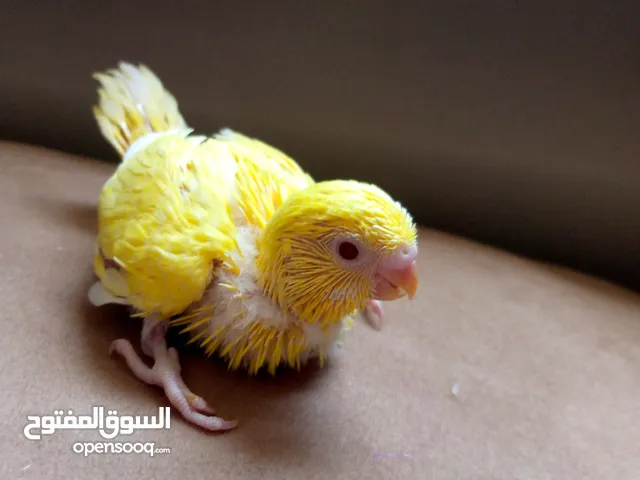 متوفر فراخ حب لأصحاب الزق اليدوي