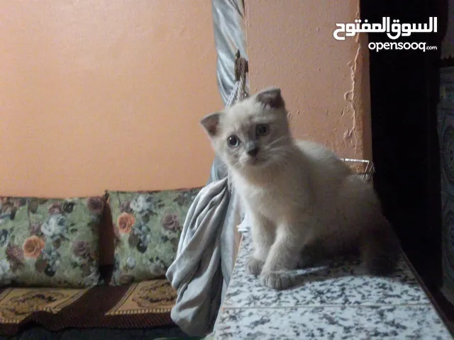 سكوتش فولد