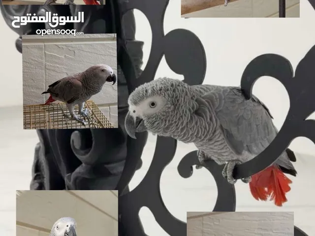ببغاء كاسكو سوبر جامبو يتكلم