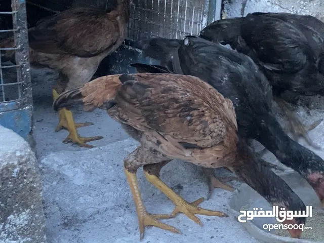 5 دجاجت نسل ميوالي ع سندي