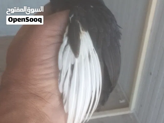افراخ دجاج كويتي افرك وسيافي جميع الالوان
