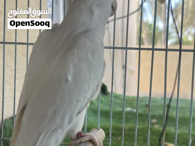 زوج كوكتيل مع البيض والقفص والمحكر ماله