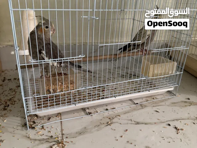 ببغاء كوكتيل اليف اخوان انثى وذكر يحبو اللعب مع اغراضه كلها مع القفص