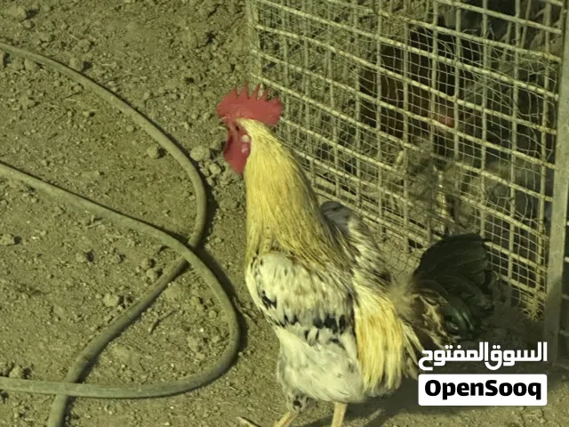 دجاج عرب للبيع