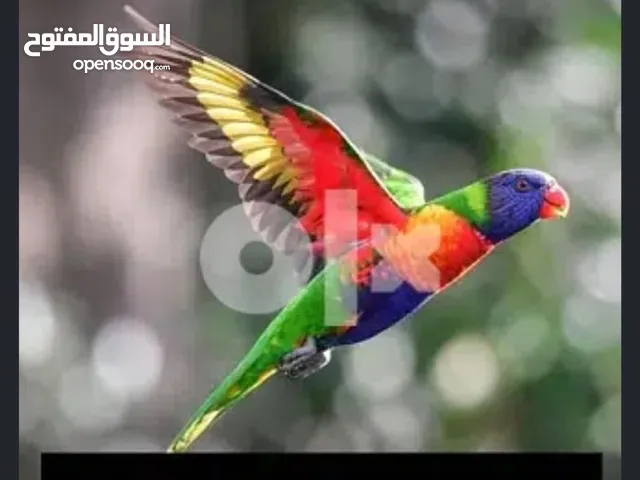 مطلوب لوري اليف