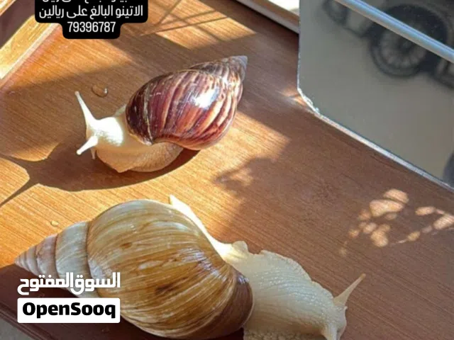 الحلزون الافريقي العملاق