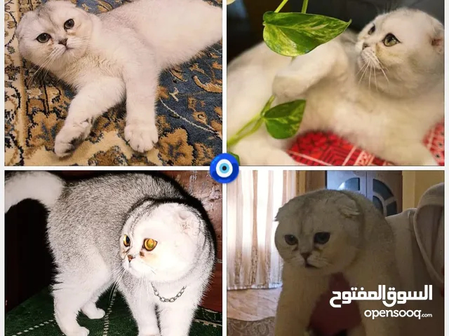 بسم الله ماشاءالله لعشاق االبيور متاح ذكر سكوتش تربل فولد سيلڤر شيدد مستوى عالي من اب أصوله مسجله