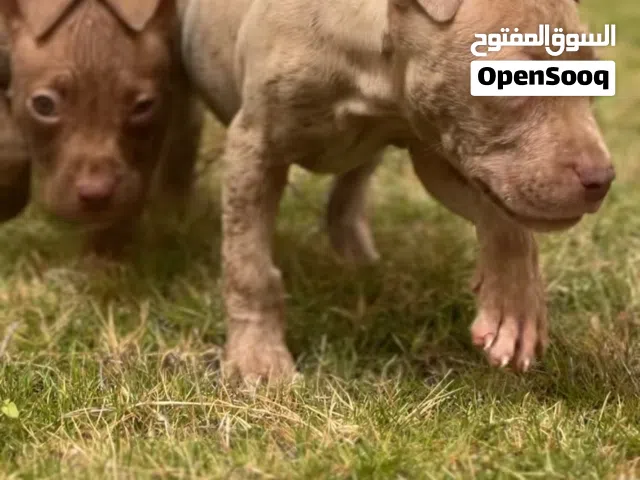 جروي بيتبول