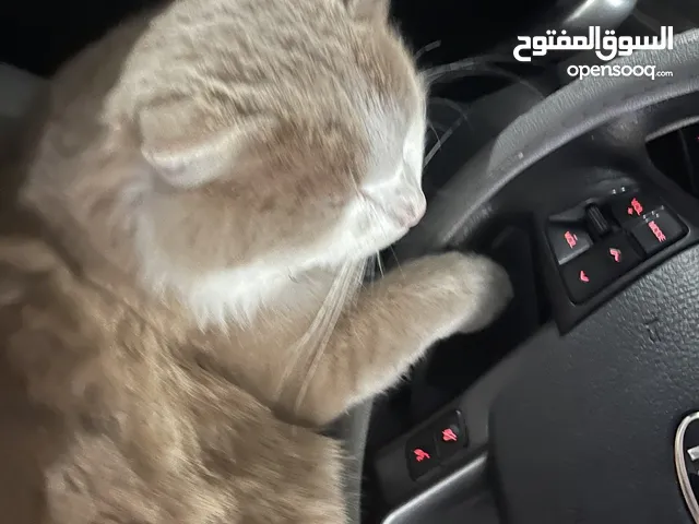 قطوس شيرازي ذكر