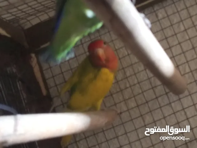 جوز روز للبيع بدون قفص السعر 25