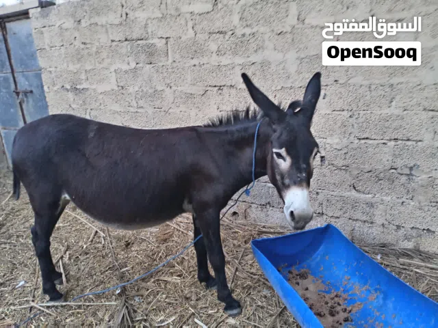 جحشتين صالحات للتربيه و الركووب