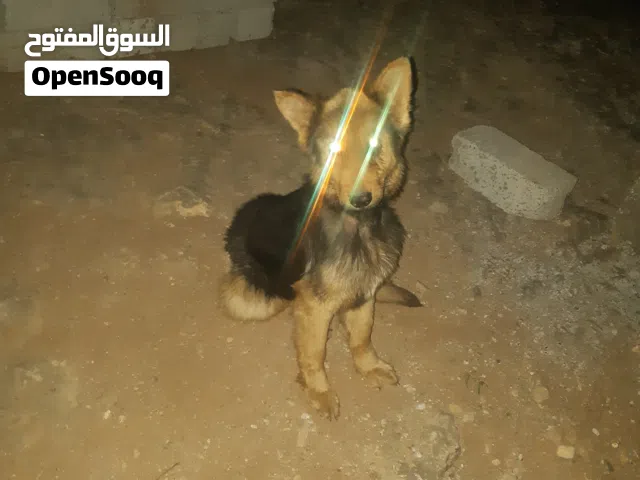 كلبه للبيع