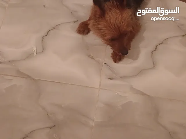 كلب يوركشاير أصلي للبيع – عمر 7