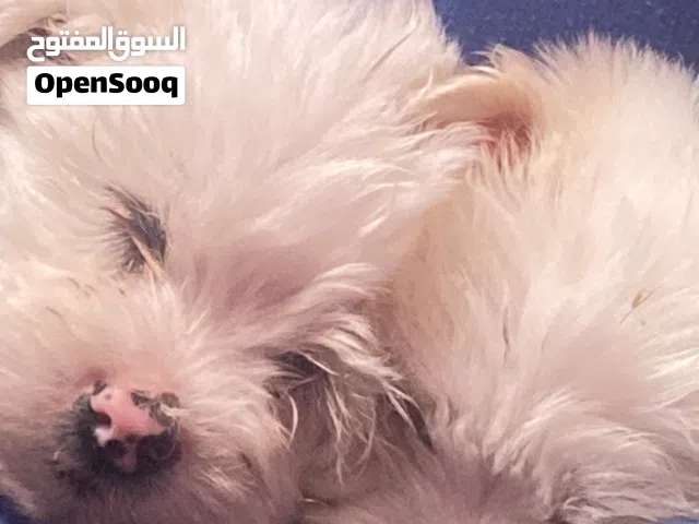 جراو بالون جميله الام مالتيز الاب فرنسي