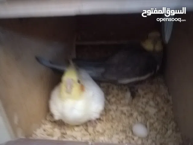 Cocktail breader pair