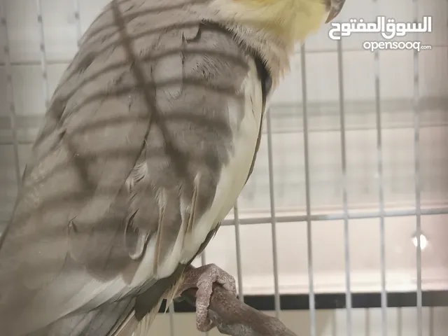 كوبلة Copla كالوبسيت مدينه طنجه