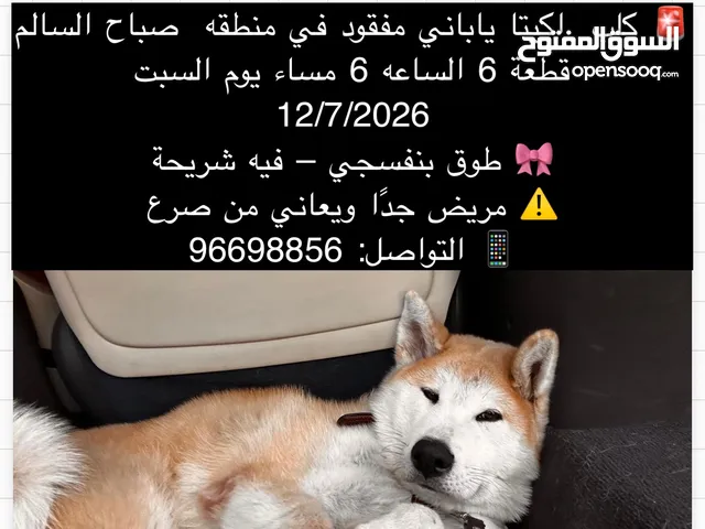 كلب اكيتا مفقود